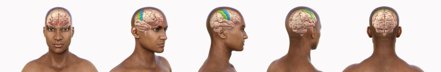 Precentral and postcentral gyri, 3D illustration