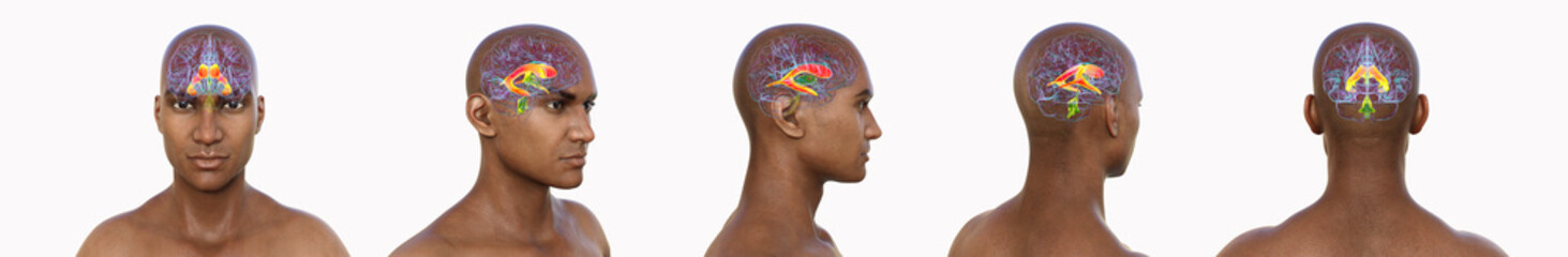 Brain ventricular system, 3D illustration