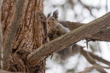 北海道、リス、エゾリス、栗鼠、野生動物、げっ歯類、動物、自然、小動物、哺乳類、かわいい、アルビノ　