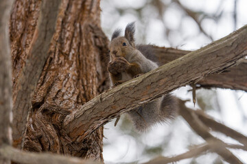 北海道、リス、エゾリス、栗鼠、野生動物、げっ歯類、動物、自然、小動物、哺乳類、かわいい、アルビノ　