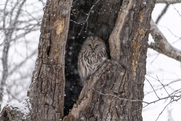 北海道　鳥類　エゾフクロウ　フクロウ　猛禽類