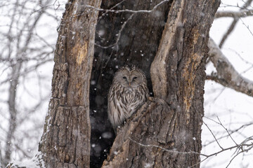 北海道　鳥類　エゾフクロウ　フクロウ　猛禽類