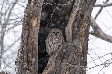北海道　鳥類　エゾフクロウ　フクロウ　猛禽類