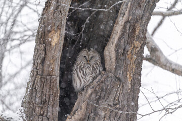 北海道　鳥類　エゾフクロウ　フクロウ　猛禽類