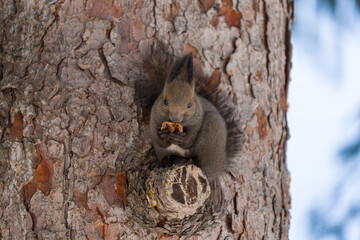 北海道、リス、エゾリス、栗鼠、野生動物、げっ歯類、動物、自然、小動物、哺乳類、かわいい、アルビノ　