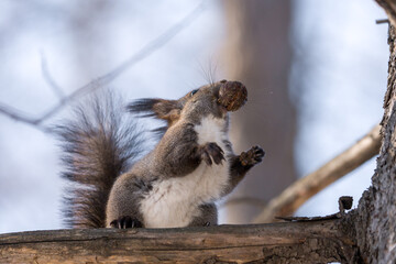 北海道、リス、エゾリス、栗鼠、野生動物、げっ歯類、動物、自然、小動物、哺乳類、かわいい、アルビノ　