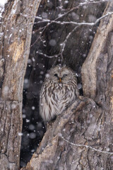 北海道　鳥類　エゾフクロウ　フクロウ　猛禽類