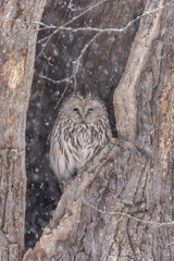 北海道　鳥類　エゾフクロウ　フクロウ　猛禽類