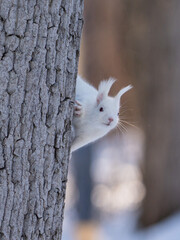 北海道、リス、エゾリス、栗鼠、野生動物、げっ歯類、動物、自然、小動物、哺乳類、かわいい、アルビノ　