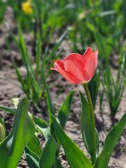 Red tulip flower blooming in spring garden