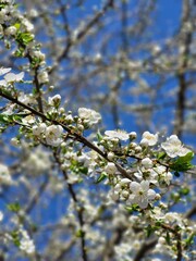 Cherry blossom branch close up with soft background