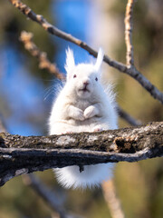 北海道、リス、エゾリス、栗鼠、野生動物、げっ歯類、動物、自然、小動物、哺乳類、かわいい、アルビノ　