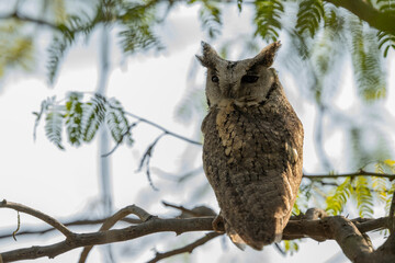 Obraz premium Indian scops owl positioned inside dense tree reflects concealment patience and awareness