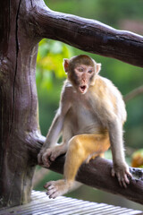 Wild Monkey in Natural Environment