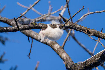 北海道、リス、エゾリス、栗鼠、野生動物、げっ歯類、動物、自然、小動物、哺乳類、かわいい、アルビノ　