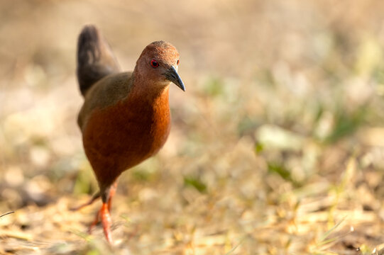 Extreme closeup highlights ruddy breasted crake facial structure with remarkable clarity