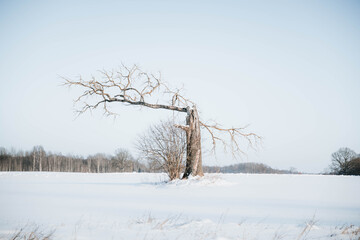 tree in the snow