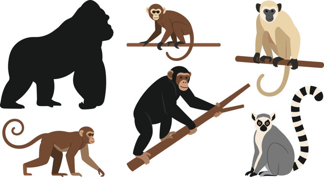 Wild monkeys and apes collection including gorilla chimpanzee lemur jungle animals vector illustration