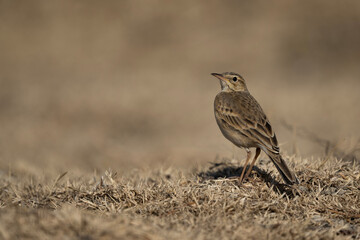 High-resolution wildlife portrait of a Long-billed Pipit in the wild