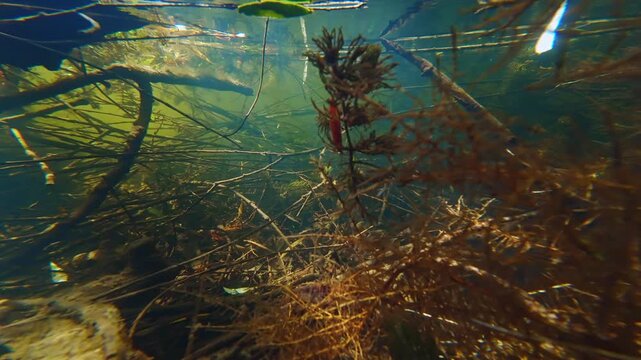 driftwood and twig pollution on silt bottom, willow root in shallow freshwater pond, hornwort aquatic plant vegetation, low visibility muddy water, surface backlight reflection, Buher river in Lityn