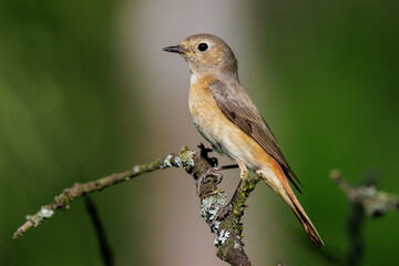 Gartenrotschwanz (Phoenicurus phoenicurus) Weibchen