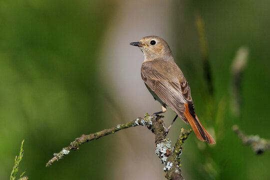 Gartenrotschwanz (Phoenicurus phoenicurus) Weibchen