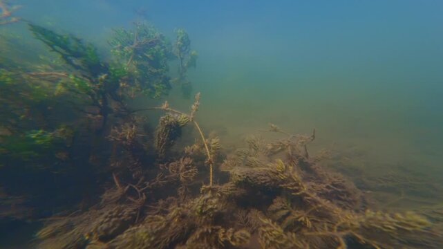 underwater lake biotope, hornwort and spiny naiad aquatic plant, juvenile roach, rudd fish shoal, shallow freshwater pond, low visibility muddy water,  Buher river in town Lityn, aquascape concept