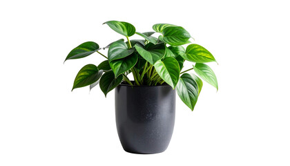 Gr&uuml;ne Pothos Zimmerpflanze png