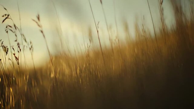 Golden hour light drenches dry wild grasses and seed heads in a tranquil field, highlighting delicate textures and creating a serene, warm atmosphere at sunrise or sunset