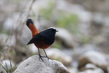 Detailed view of a White-capped Redstart, showcasing its characteristic upright posture and vibrant red tail as it balances on a slippery river rock.