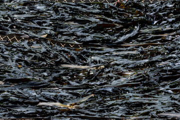 Dried seaweed from the beach