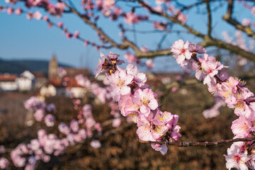Obraz premium Close-up of pink almond blossoms in the Rhine-Palatinate on a sunny spring day