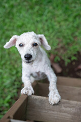 Curious poodle dog portrait