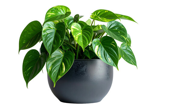 Gr&uuml;ne Pothos Zimmerpflanze png