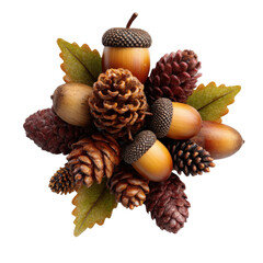acorn and pinecone PNG cluster, soft shadow