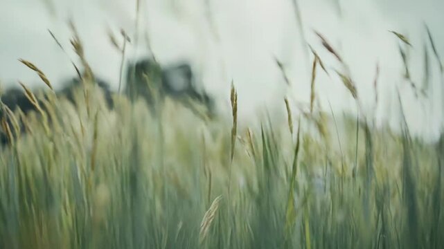 Tall green grass and wild plants with seed heads gently swaying in the wind against a soft, out of focus background, creating a serene and natural summer scene