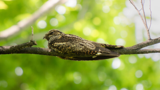 A nightjar resting on a branch