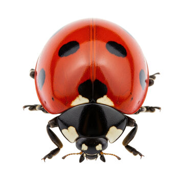 A close-up photograph of a ladybug's face showcasing its distinctive red and black coloration