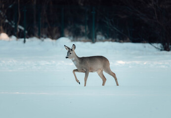Naklejka premium deer in snow