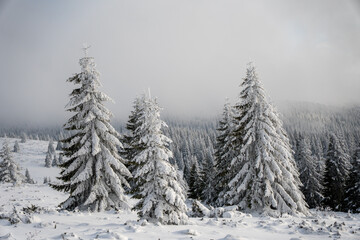 Obraz premium Beautiful winter landscape of Kopaonik mountain in Serbia, featuring pine forests covered with snow