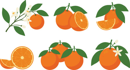 Obraz premium Fresh orange fruit vector set with whole and sliced citrus, leaves and blossom elements illustration collection