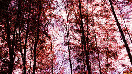 Naklejka premium Red Autumn Trees Silhouette Abstract Art