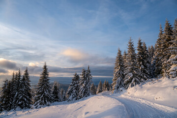 Obraz premium Beautiful winter landscape of Kopaonik mountain in Serbia, featuring pine forests covered with snow