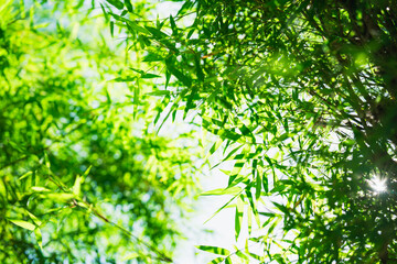 Fototapeta premium Abstract blurred green bamboo leaf on sunlight, natural greenery bamboo leaf using as background or wallpaper