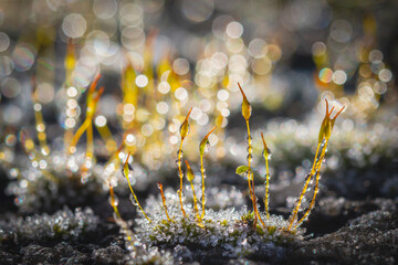Brina sugli steli del muschio