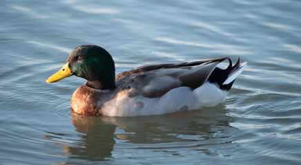 Obraz premium Male Mallard Duck Swimming on Calm Water