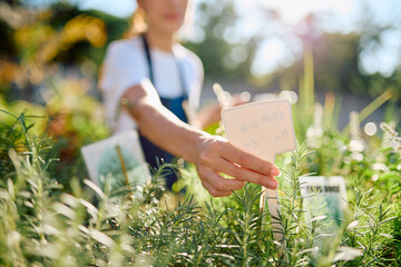 Cultivating fresh rosemary at a plant nursery. Woman's hand placing a label among green herbs under natural sunlight © we.bond.creations