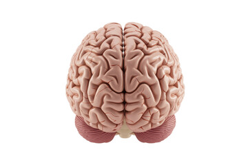 Detailed human brain illustration isolated on transparent background