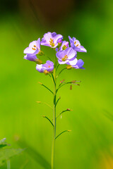 Cuckooflower, Cardamine pratensis, blooming in a meadow