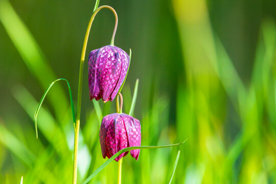 Purple snake's head Fritillaria meleagris flowers
